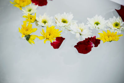 Close-up of yellow flowering plant against white background