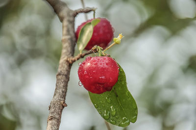 Acerola cherry on the tree with water drop, high vitamin c and antioxidant fruits.