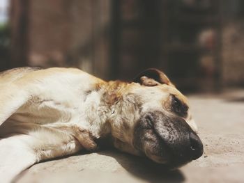 Close-up of dog relaxing on sand