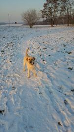 Dog on snow covered landscape