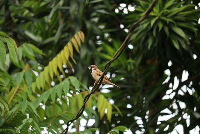 Close-up of bird perching on an electric wire