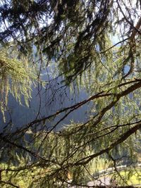 Low angle view of tree against sky