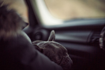 Rear view of french bulldog puppy sleeping in car