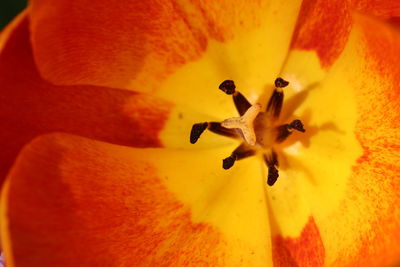 Close-up of orange rose flower