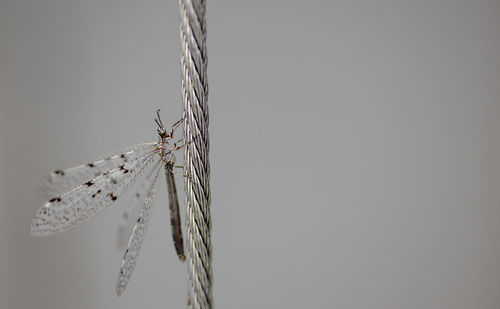 Close-up of insect against sky
