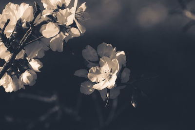 Close-up of white cherry blossoms