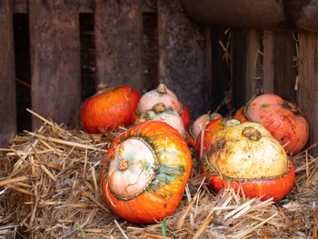 Close-up of pumpkins on field