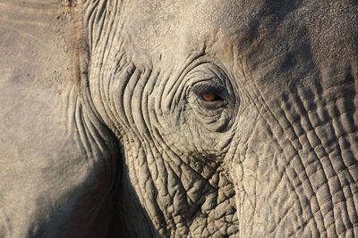 Detail shot of an elephant