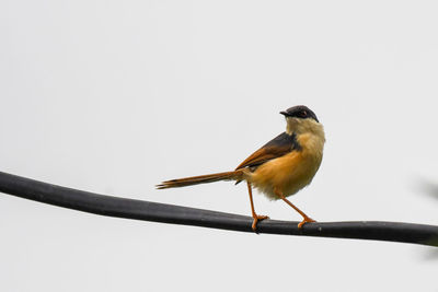 Bird perching on twig against clear sky