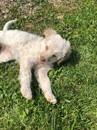 High angle view of dog relaxing on field