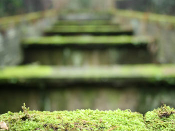 Plants growing outdoors