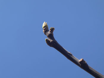 Low angle view of sculpture against clear blue sky