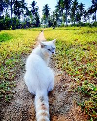 cat