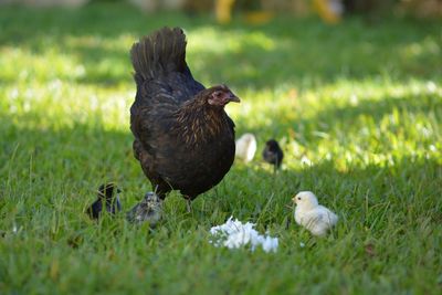 Chicken on a field