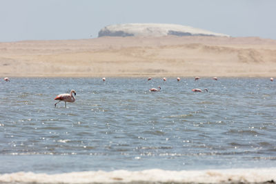 Birds on beach