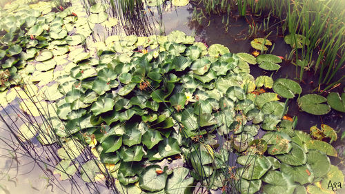 Close-up of water lily