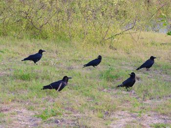 Birds perching on grass
