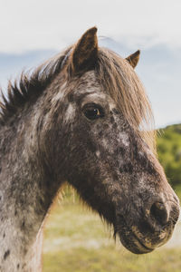 Profile of pony head