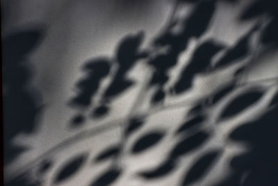 Close-up of shadow on wall