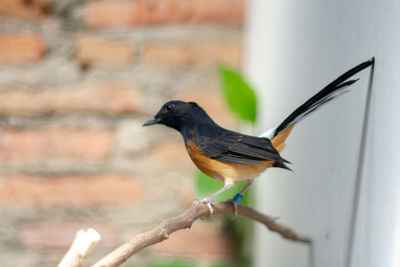 Close-up of bird perching on wall