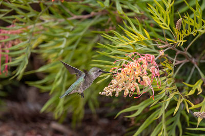 Close up view of an anna's hummingbird in southern california