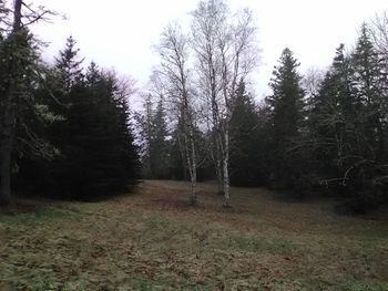 Trees in forest