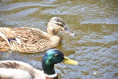 High angle view of mallard duck floating on lake