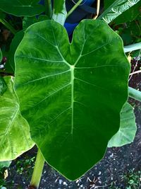 Close-up of green leaves