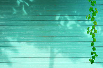 Full frame shot of ivy on wall