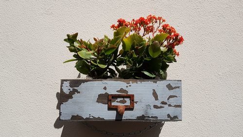 Close-up of potted plant against wall