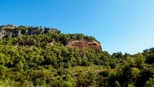 Low angle view of trees and plants against clear sky