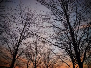 Low angle view of bare trees against sky