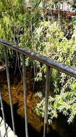 Close-up of bamboo trees