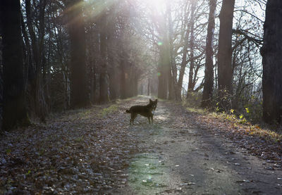 Dog walking on road in forest