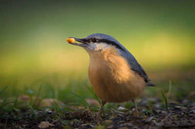 Close-up of bird perching on field