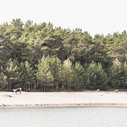 Trees on beach against clear sky