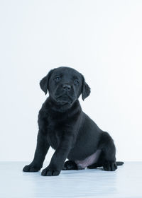 Portrait of puppy sitting against white background