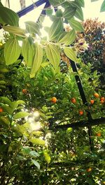 Leaves growing on tree