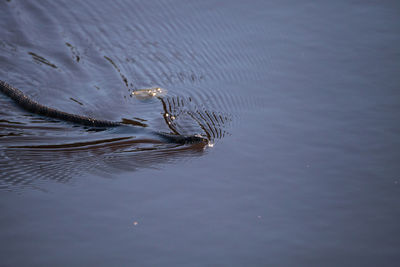 High angle view of turtle in sea