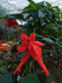 Close-up of red flowering plant