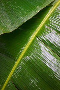 Full frame shot of green leaf