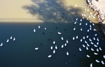 High angle view of ducks swimming in river