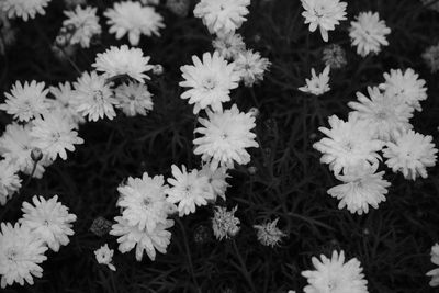 Close-up of white flowering plants