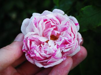 Close-up of hand holding pink rose flower