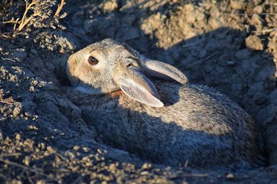 Cottontail sylvilagus audubonii also known as audubon's  leporidae colorado  boulder, united states