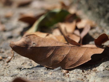 Close-up of fallen dry leaf