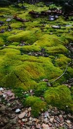High angle view of stream flowing through moss covered rocks