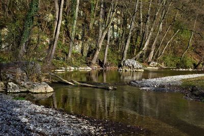 Scenic view of lake in forest