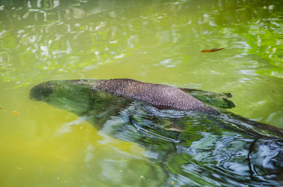 Close-up of turtle swimming in lake