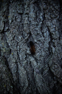 Full frame shot of tree trunk